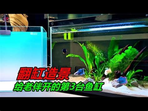 一尺魚缸養多少魚|魚缸養多少魚合適，這個公式告訴你，再也不用請教別。